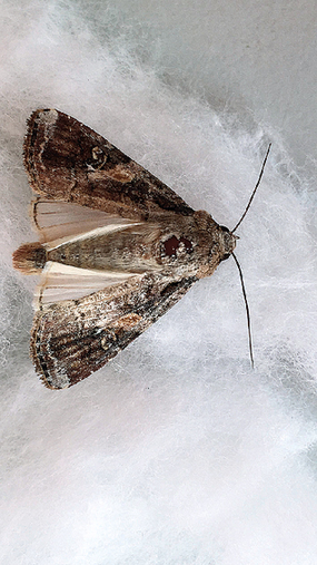 战虫灭虫云南全力打好草地贪夜蛾夺粮战